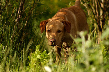 Hundebetreuung Friedrichshain 1